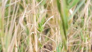 Penumbra