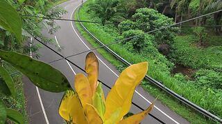Satisfying Bus Ride Through the Lush Green Jungle