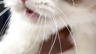 meongg