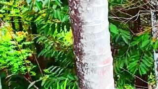From Ground to Top Stunning Drone View of a Coconut Tree