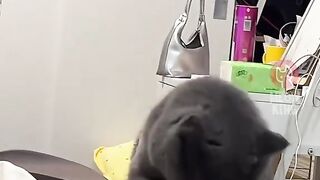 Animal cit