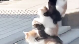 Cat random part 3