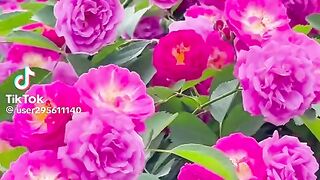 The flowers 11