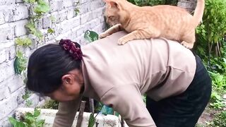 Amazing cats 2
