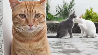 Amazing cats 4