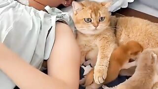 Amazing cats 5