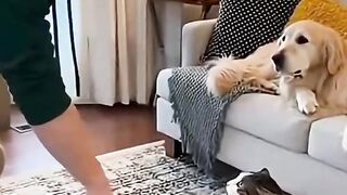 Amazing cats 6