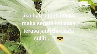 Daun talas
