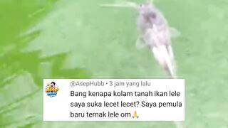 3 penyebab lele luka-luka dikolam tanah dan cara mengatasinya