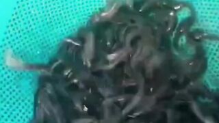 Jika tebar uk 5-7 3 bulan belum jadi lele konsumsi 3 hal ini penyebabnya