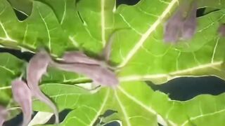 Untuk mencegah ikan lele KANIBAL lakukan cara ini
