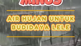 Plus-Minus air hujan untuk budidaya ikan lele