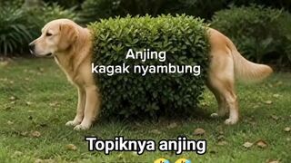 Topik anj*** smua???? - Tigerasia88