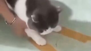 Funny videos 0006