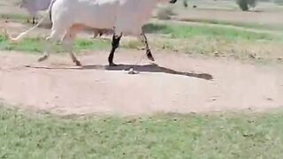 Sacrificial bull on eid