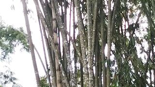 The Whispering Bamboo Grove