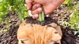 cat under proot
