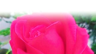 Allama Iqbal poetry 6