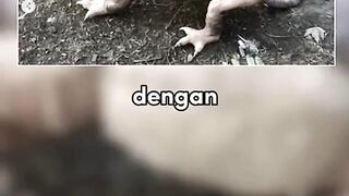 Hyper armadillo petani India