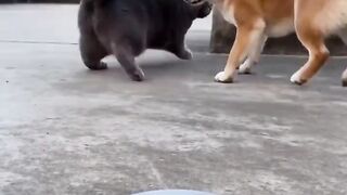 Cute dog and cat have some fun