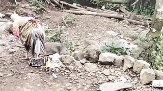 A Day in the Life of a Free-Range Rooster in rural Indonesia