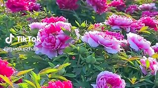The flowers 12