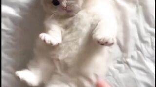 miauuuu