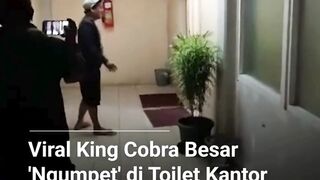 Seekor king cobra besar ditemukan bersembunyi di toilet kantor BRIN Serpong