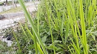 ​"The Whispers of the Wild Grass"