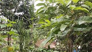 A Glimpse of a Lush Tropical Garden
