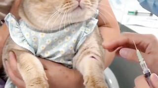 Amazing cats 7