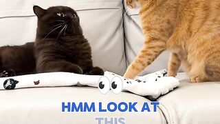 Average Orange Cat Behavior ????