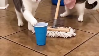 Amazing cats 8