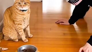 Amazing cats 9