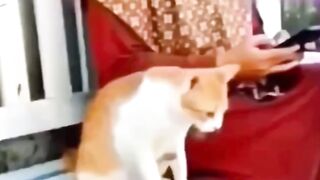 Cat to funn olld women