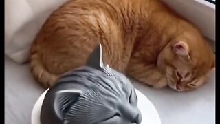 Amazing cats 10