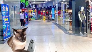 Funny Cat video 3