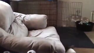 Animal Antics: The Ultimate Chaos Compilation