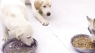 The Lazy Sunday Buffet Strategy