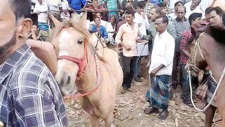 ঘোড়া খেলার পুরস্কার কিভাবে দেখেন