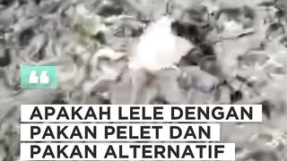 Apakah lele dengan pakan alternatif dan full pelet rasanya beda❓