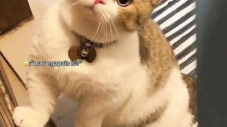 kucing mau ikut ke toilet