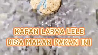 Kapan larva lele lepas CASUT diukuran berapa❓
