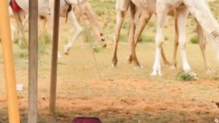 #desertlife #camel #trending