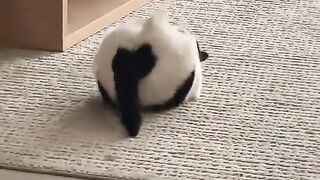 The funny cat 3