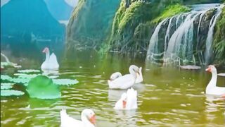 হাঁস এগুলো দেখতে অনেক সুন্দর  #funny #fy
