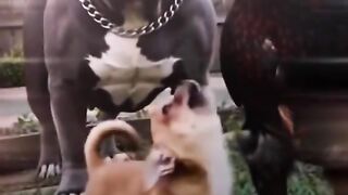 Funny videos