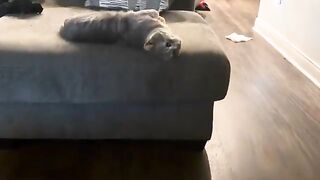 Cat video 37