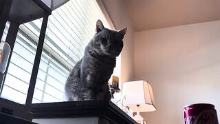 Majestic 2