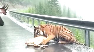Why did the Alaskan tiger escape?